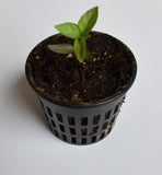 3 Inch slotted net cup (each)