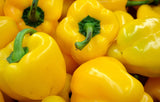 Sunbright Pepper, 20 Seeds NON-GMO Organically Grown
