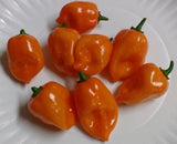 Orange Habanero Hot Pepper, 25+ Seeds NON-GMO Organically Grown
