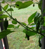Italian Pepperoncini Pepper, 25+ Seeds NON-GMO Organically Grown