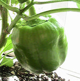 Bull Nose Bell Pepper, 10 Seeds NON-GMO Organically Grown