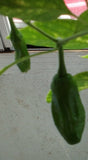 Italian Pepperoncini Pepper, 25+ Seeds NON-GMO Organically Grown