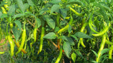 Pusa Jwala Pepper, 10 Seeds NON-GMO Organically Grown