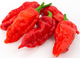 Ghost Pepper, 25+ Seeds HOT! NON-GMO Organically Grown