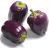 Purple Beauty Bell Pepper, 25+ Seeds NON-GMO Organically Grown