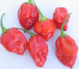 Red Habanero Hot Pepper, 25+ Seeds NON-GMO Organically Grown