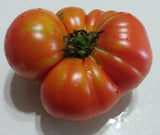 Super Sioux Tomato, 10 Seeds NON-GMO Organically Grown