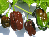 Chocolate Habanero Hot Pepper, 10 Seeds NON-GMO Organically Grown