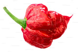 Trinidad Scorpion HOT Pepper, 10 Seeds NON-GMO Organically Grown