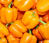 Orange Sun Pepper, 20 Seeds NON-GMO Organically Grown