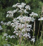 Anise, 25+ Seeds NON-GMO Organically Grown