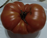 Giant Crimson Tomato, RARE, 10 seeds non-GMO Organically Grown