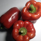Quadrato D'asti Rosso Bell Pepper, RARE, 10 Seeds NON-GMO Organically Grown