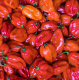 Red Scotch Bonnet Hot Pepper, 10 Seeds NON-GMO Organically Grown