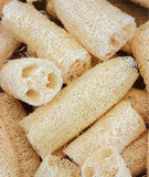 Luffa/Loofah Gourd, 10 Seeds NON-GMO Organically Grown